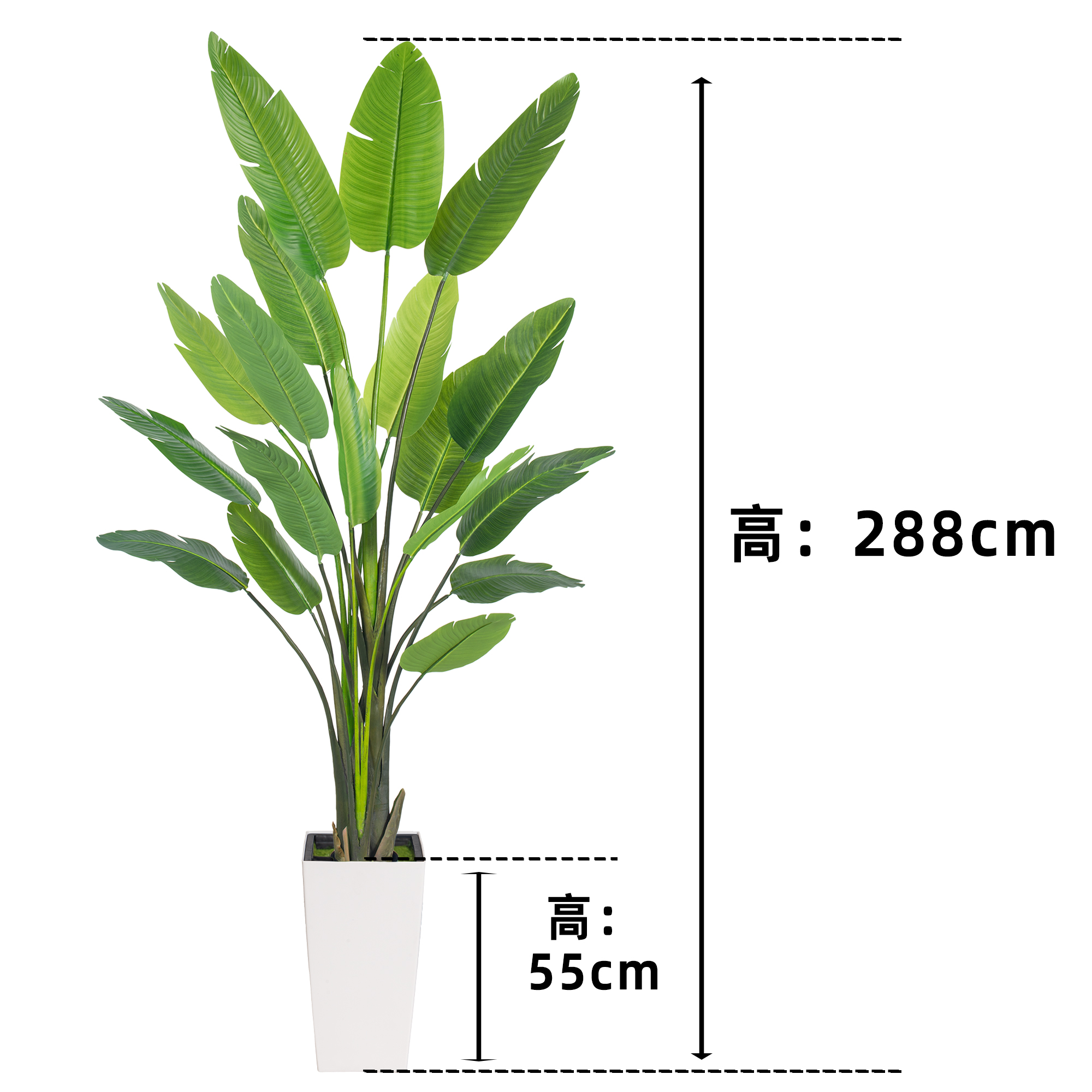 250cm Traveller Palm avec pot blanc