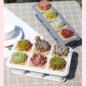 DD1684 Tiny 4 6 Cellule Plante Succulentes Soucoupes Mini Cultiver Des Semis Pot De Fleurs En <span class=keywords><strong>Plastique</strong></span> Plateaux De Fleurs pour Plantes D'intérieur - Product Image 6