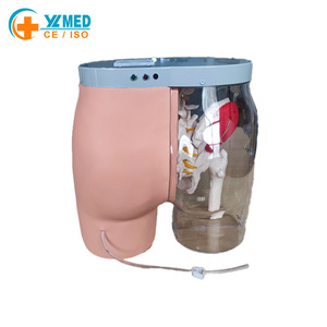 Modelo de Esqueleto de Glúteos para Entrenamiento de Inyección Intramuscular y Comparación, Modelo Transparente para Inyección en Glúteos, Modelo de Enfermería - Product Image 2
