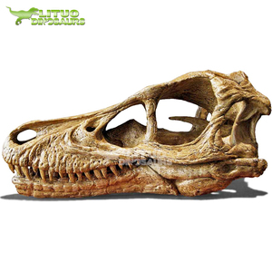Crâne <span class=keywords><strong>de</strong></span> Vélociraptor réaliste, fossiles <span class=keywords><strong>de</strong></span> musée - Product Image 4