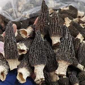 Cina all'ingrosso essiccata Morchella esculenta Yang du jun bulk funghi spugnosi secchi biologici sfusi morelli neri - Product Image 4