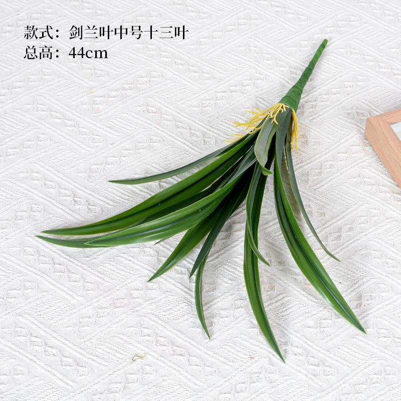 Glaïeul moyen laisse treize feuilles