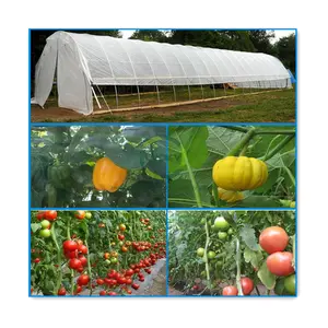 Serres hydroponiques pour la plantation de tomates et de fraises à travée unique pour l'agriculture moderne
