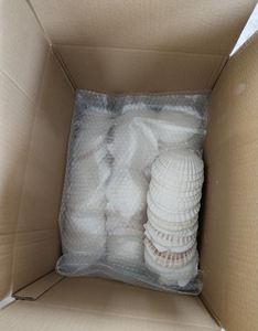 หอยเชลล์อบแห้งต้นกำเนิดจากเวียดนาม/เปลือกหอยทะเลสำหรับงานฝีมือและของตกแต่งบ้าน - Product Image 5