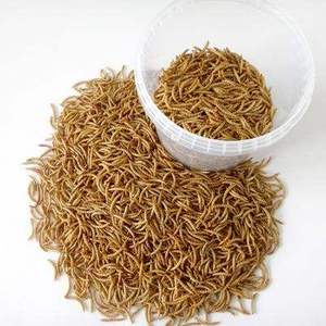 Hot <strong>Sale</strong> Wholesale High Quality Tenebrio Molitor Dried Mealworm High-Protein Organic <strong>for</strong> Birds Food with Vitamins &amp; Minerals - Product Image 5
