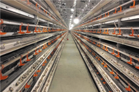 Nouveau système de cage à cailles entièrement automatique à 5 niveaux avec alimentation, abreuvement, collecte des œufs et élimination du fumier pour l'élevage avicole