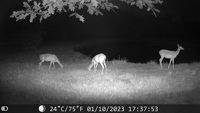 Caméra de chasse sans fil 4K 60MP CMOS, résistante aux intempéries, étanche, à détection rapide de mouvement, sans flash visible, pour extérieur