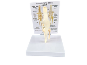 Modelo Anatómico de Mano Humana de Tamaño Real con Ligamentos, para Fines Educativos - Product Image 5