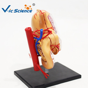 Modèle d'anatomie de l'estomac 4D : un outil pédagogique médical pour l'assemblage et le démontage de la structure de l'estomac humain - Product Image 3