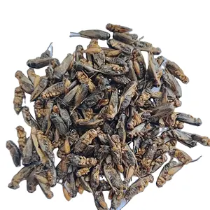 Wholesale dried crickets high protein fish feed chicken feed hamster food dry cricket