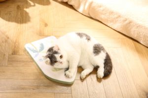 Rascador para <span class=keywords><strong>Gatos</strong></span> Resistente con Diseño Impreso, Almohadilla de Rascado de Papel Corrugado para <span class=keywords><strong>Gatos</strong></span> - Product Image 3