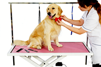 Table de toilettage pour animaux de compagnie carrée électrique, hauteur réglable de 650 à 900 mm, plateau antidérapant de grande taille pour salon professionnel, clinique, maison