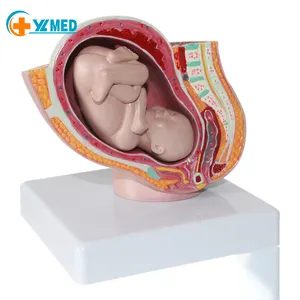 Gynecological female pelvis with full-term fetal model uterus reproductive model pregnancy development nine months fetal