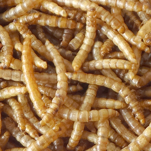Hoge Voeding Gevogelte Kip Vogel Feed Gedroogde Meelworm 800G - Product Image 6