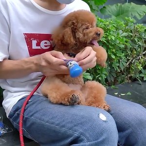 वाटरप्रूफ इनडोर और आउटडोर पालतू पालतू कुत्ते के जूते जूते पहने विरोधी पर्ची - Product Image 2