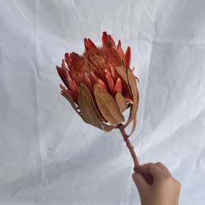 Flores secas DIY con materiales multicolores Protea en stock al por mayor a bajo <span class=keywords><strong>precio</strong></span> - Product Image 4
