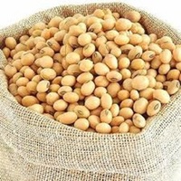 Soja jaune biologique indien – Soja non OGM pour l'exportation, poudre biologique, herbes et épices, prix de gros