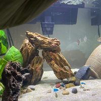 Décoration d'aquarium en pierre naturelle Dragon Stone Rock Tailles mélangées pour décor de réservoir de poissons micro-paysage