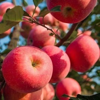 Zoete Verse Koninklijke Gala Appel Verse Fuji En Rode Ster Appels En Ander Vers Fruit Tegen Groothandelsprijs