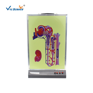 Modèle anatomique dynamique de la formation de l'urine - Sciences médicales en plastique PVC - Product Image 2