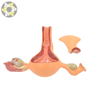 Modèle d'utérus et d'ovaires féminins à prix d'usine, modèle d'enseignement scientifique médical avec vagin et utérus en plastique de qualité médicale - Product Image 3