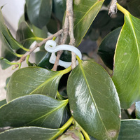 DD1714 Chat Design En Plastique Jardin Plantes Tiges Support Clips Fixation Greffage Pinces Tomate Vigne Tiges Clip