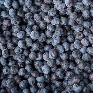 Myrtille congelée biologique de qualité supérieure IQF 100% bleuets entiers à vendre - Product Image 1