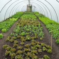 Serre verticale agricole poly tunnel avec irrigation et système hydroponique