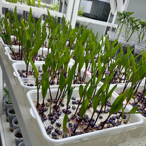 Fertilizante Hidropónico Profesional NPK 11-9-31 2MgO TE en Polvo Soluble en Agua para Frutas, Verduras, Tomates y Pimientos - Product Image 4