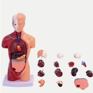 Modelo Anatómico Humano de Alta Gama de 26 CM, Desmontable, 15 Modelos Anatómicos Humanos - Product Image 2