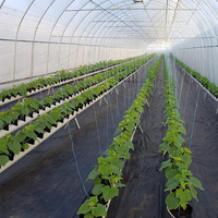 Serre commerciale agricole à travée unique GT Serre à tunnel