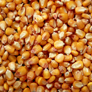 Maíz Amarillo Seco, Alto en Proteínas y Energía, No Glutinoso, Grado Alimenticio para Ganado, Grano de Maíz, Ingrediente para Alimento de Ganado, Proveedor y Exportador a Granel - Product Image 1