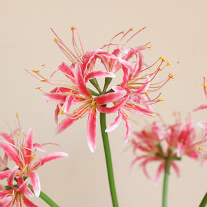Fleurs artificielles de lys araignée individuelles, bulbes de Lycoris, lys araignée à longue tige, toucher réaliste pour la photographie, décoration de jardin à domicile - Product Image 4
