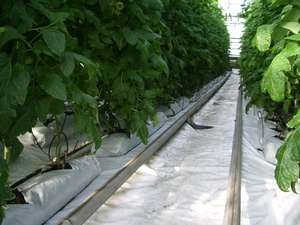 Mousse de tourbe pour serres - Product Image 3