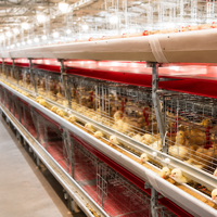 Nouvelle cage à poulets de chair en structure H, automatique, en acier galvanisé à chaud, multi-niveaux, équipement d'élevage avicole, grande structure commerciale