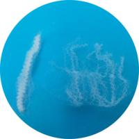 Fibre Bi-composante PLA 4D 51mm, Fibre Biodégradable pour Remplissage