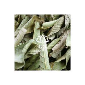 Exportación de Vietnam hojas de guayaba secas y estándar HOJAS DE GUAYABA SECA, 100% - Product Image 1