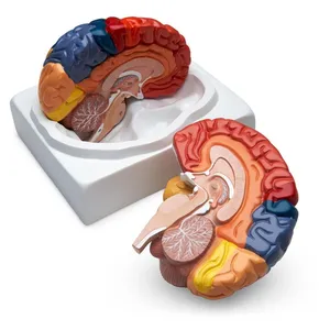 颜色分割脑解剖模型脑功能分割脑结构解剖模型