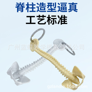 Llavero con modelo de columna vertebral humana, modelo de columna vertebral en miniatura, vértebra, espécimen de columna vertebral humana, vértebra lumbar, modelo esquelético - Product Image 3