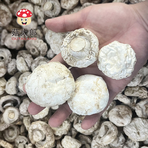 Funghi Champignon Secchi Certificati Halal, Corpo Fruttifero Intero, Funghi Bianchi a Bottone, Vendita Diretta dalla Fabbrica - Product Image 2