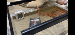 Terrario trasparente per rettili-scatola per alimentazione e allevamento ventilata con serratura a prova di fuga, materiale per PC per lucertola/scorpione/ragno - Product Image 6