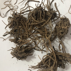 1019 approvisionnement direct d'usine en <span class=keywords><strong>vrac</strong></span> Valeriana officinalis racine de valériane - Product Image 6