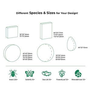 Véritable insecte taxidermie ermite crabe résine transparente spécimen outils éducatifs pour la collecte - Product Image 5