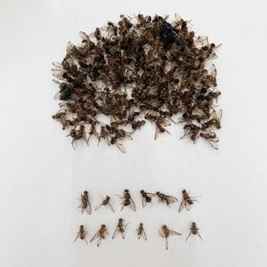 用于监测的挥发性果蝇引诱剂 2 毫升/件 农场用无杀虫剂昆虫香料 - Product Image 2