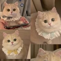 En gros, Bandanas triangulaires en polyester, accessoire de mode pour chiens et chats, avec imprimé hiver, motif chat, doux comme un coton, avec nœud décoratif