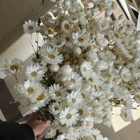 Groothandel in gedroogde bloemen, Rodanthe chrysanten, geconserveerde Rodanthe voor bloemstukken en huisdecoratie.