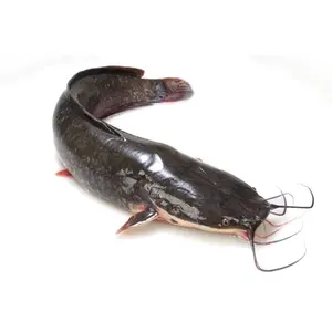 Africano catfish comprador todo rodada 1kg bullhead bullhead pacote ou congelado catfish fazenda para venda