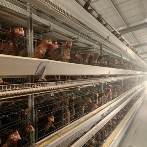 Nouveau système de cages en batterie de type H durable pour poules pondeuses, en acier galvanisé, pour fermes avicoles et production d'œufs efficace - Product Image 3