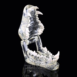 Modèle dentaire canin transparent pour clinique vétérinaire, usage pédagogique et décoration - Product Image 3