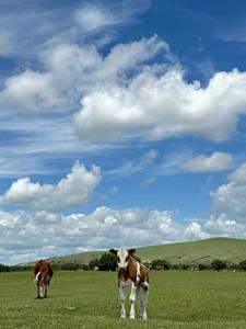 羊と牛の肥育プレミアム飼料添加物とプレミックス飼料グレードのアミノ酸とビタミンを使用した最適な栄養 - Product Image 4